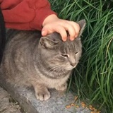 聪明的电击蓝莓