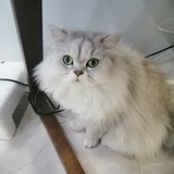 多了个芊
