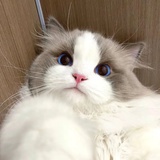 子衿