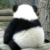panda