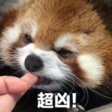 想养小熊猫