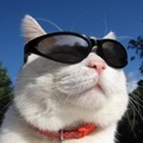 宝山老猫