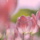 花酷蕾