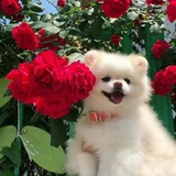 夜雨芭蕉