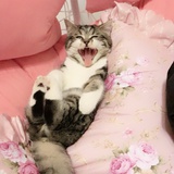 傲娇的兔子