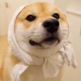 饭团是个小胖子