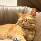 喵猪无敌劲可爱