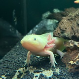 一只烧鱼