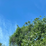 易秧