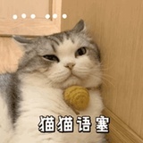 猫猫无语