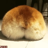 木有鱼丸