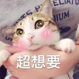 我家招财喵喵