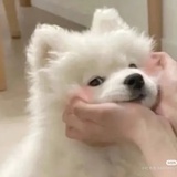 椰树椰汁大放送