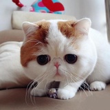 xinyang