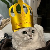 阿懒猫