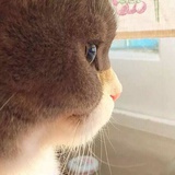 小雅惠子