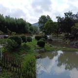 一绿叶