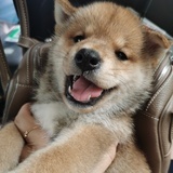 kiko