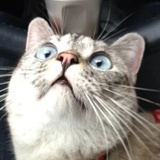 jack
