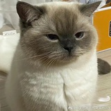 Ada