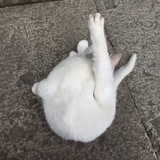 dai喵