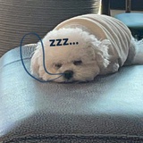 臭猪猪