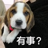 比格小王
