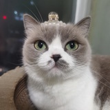 珍