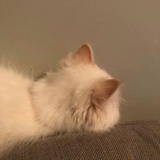 维维