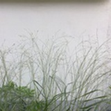 青棉花