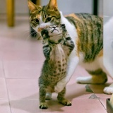 miaomiao