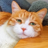 希尔顿的猫