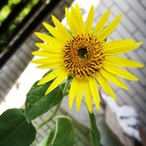 含羞草