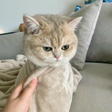 喵咪