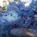 山尔