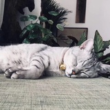 牛牛醒了接着睡