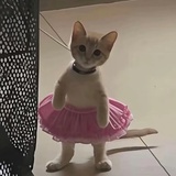 bibibi