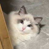 呵呵鸭