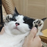 甘い猿