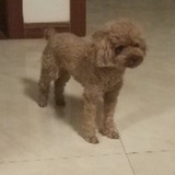 鸾凰