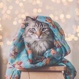 Nekokkk