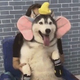 狗子