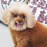 呈玉