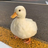冰冰糖葫芦