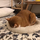 冲鸭