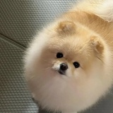 洋葱