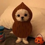 什么意思