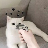 栀话_Destiny