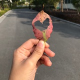 大橘赶快毕业