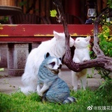不吃